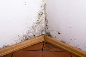 Homecare in Bala Cynwyd PA: Mold Prevention Tips